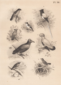 The Red Bird, The Paradise Fly-snapper, The Collared Fly-catcher, The Waxwing, The Cock of the Rock, The Nightingale, The Garden Red Start